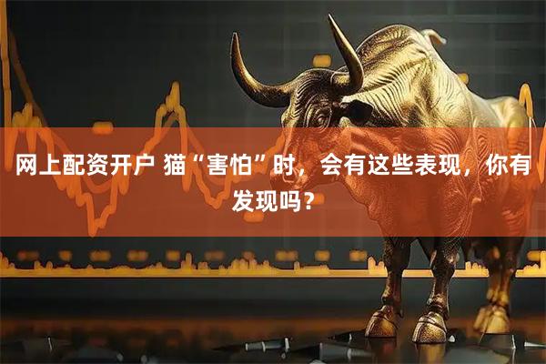 网上配资开户 猫“害怕”时，会有这些表现，你有发现吗？